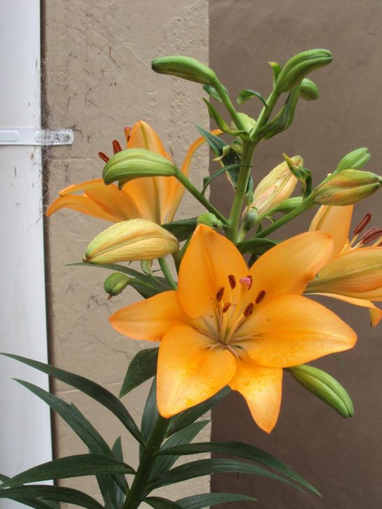 Orange Iris